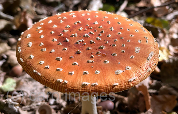 00S221010D089CAROEX.JPG