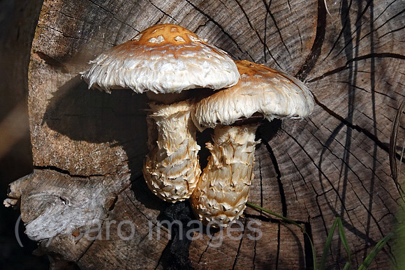 00S221011D095CAROEX.JPG