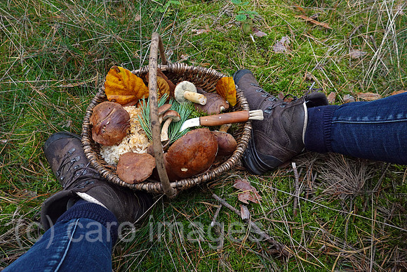 00S221014D108CAROEX.JPG