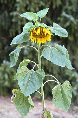 00S220822D508CAROEX.JPG
