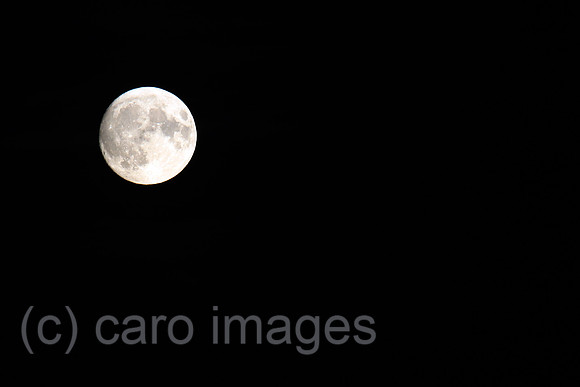 00S220712D145CAROEX.JPG