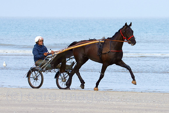 00S220818D479CAROEX.JPG