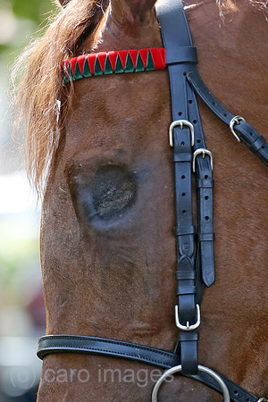 00S220618D376CAROEX.JPG