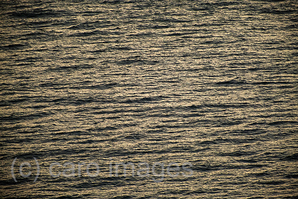 00A210819D1219CAROEX.JPG