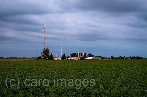 00A230822D003CAROEX.JPG