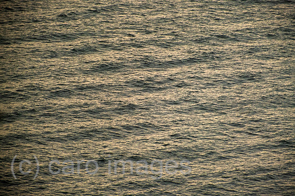 00A210819D1220CAROEX.JPG