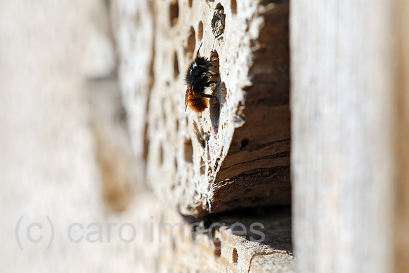 00S140320D016CARO.JPG