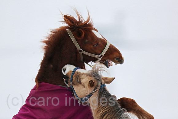 00S140123D861CARO.JPG