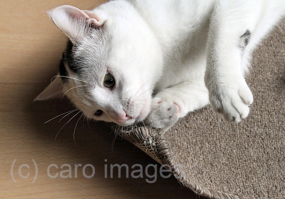 00S140308D807CARO.JPG