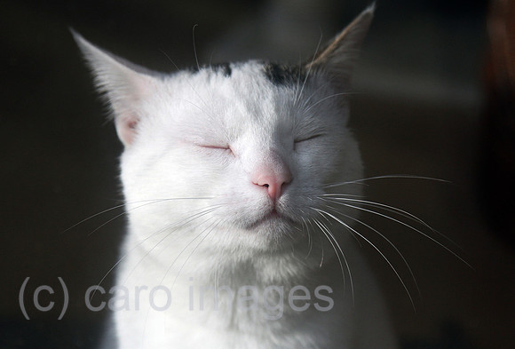 00S140308D823CARO.JPG