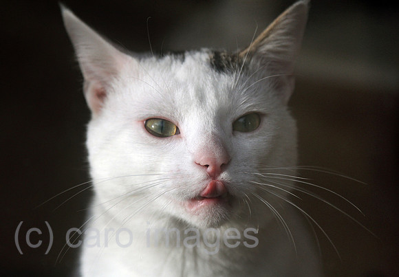 00S140308D824CARO.JPG