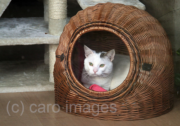 00S140308D815CARO.JPG