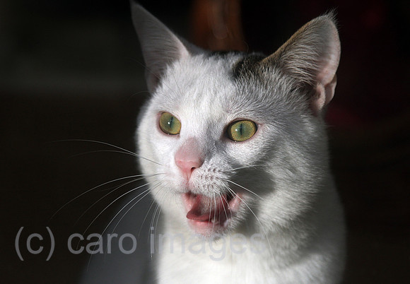 00S140308D825CARO.JPG
