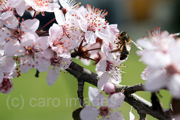 00S140320D006CARO.JPG