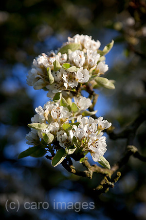 0BG160505D009CARO.JPG