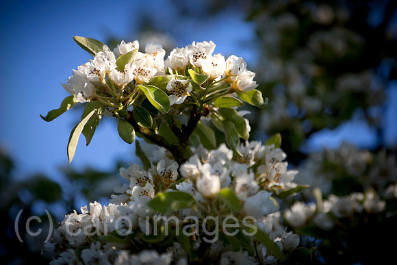 0BG160505D010CARO.JPG