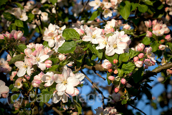 0BG160505D006CARO.JPG