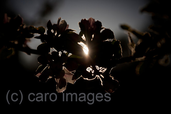 0BG160505D004CARO.JPG