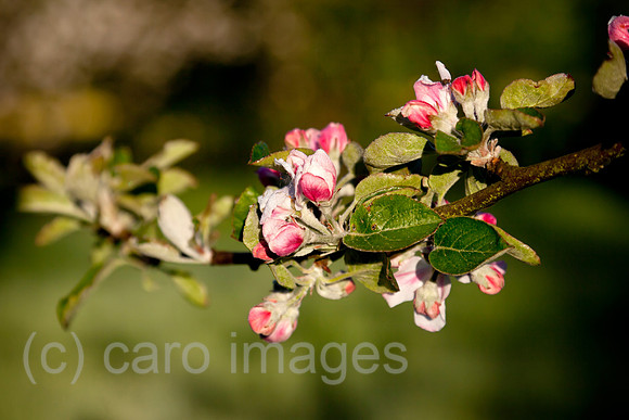 0BG160505D003CARO.JPG