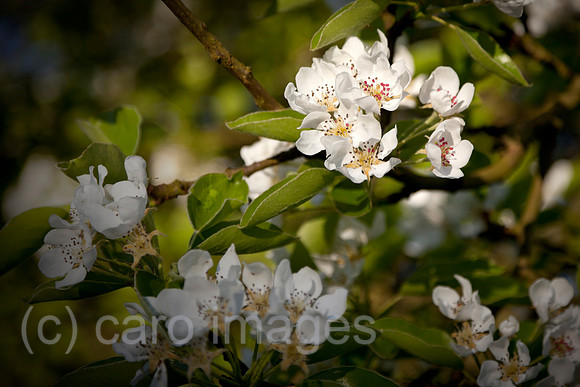 0BG160505D008CARO.JPG