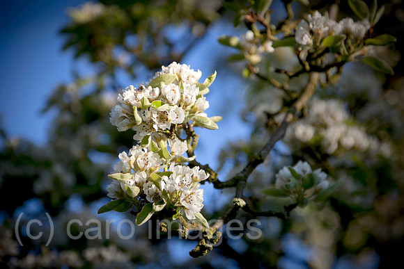 0BG160505D011CARO.JPG