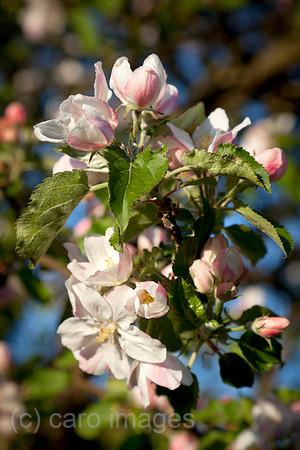 0BG160505D007CARO.JPG