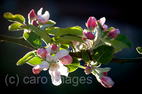 0BG160505D005CARO.JPG
