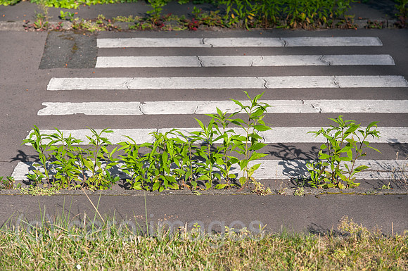 0CE140828D018CARO.JPG