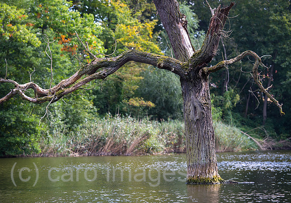 0CE140923D005CARO.JPG