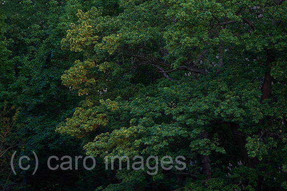 00Y160506D042CARO.JPG