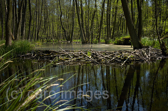 00Y160507D009CARO.JPG