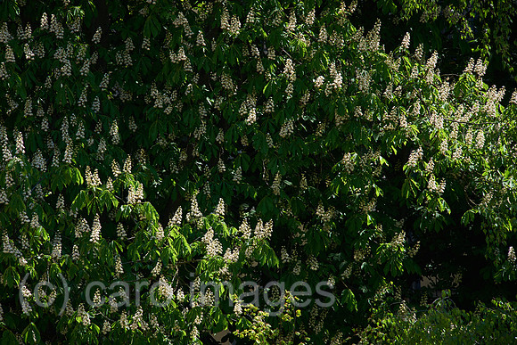00Y160506D005CARO.JPG
