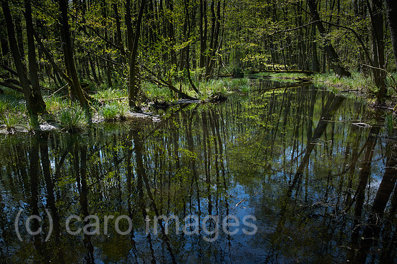 00Y160507D021CARO.JPG