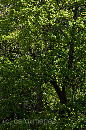 00Y160506D030CARO.JPG