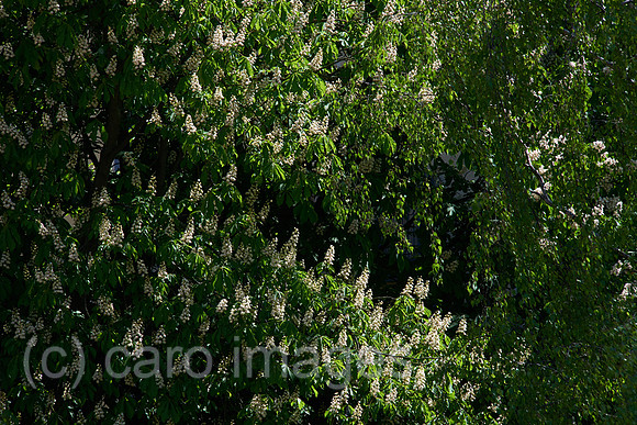 00Y160506D040CARO.JPG