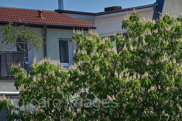 00Y160506D019CARO.JPG