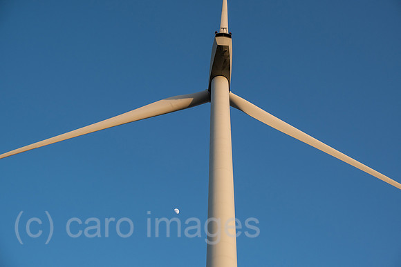 00A220312D381CAROEX.JPG