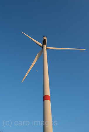 00A220312D382CAROEX.JPG