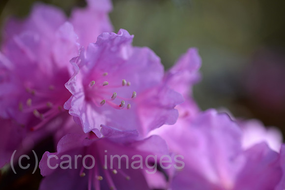 0JL160409D001CARO.JPG