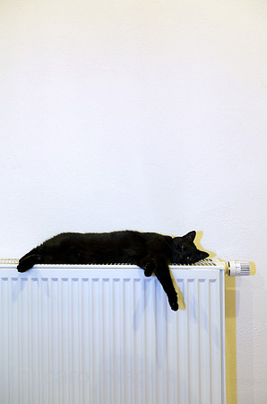 Schwarzer Kater