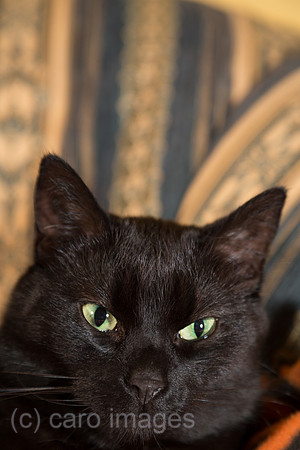 Schwarzer Kater