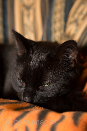 Schwarzer Kater
