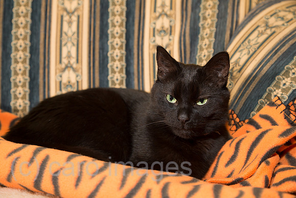 Schwarzer Kater