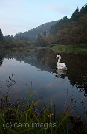 Frankreich, Schwan im See, der zum Dorf Graufthal im Zinseltal im Regionalen Naturpark Nordvogesen