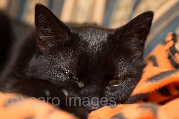 Schwarzer Kater