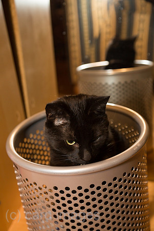 Schwarzer Kater