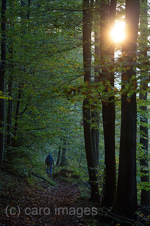 Frankreich, Wanderin im Wald im Regionalen Naturpark Nordvogesen, Elsass