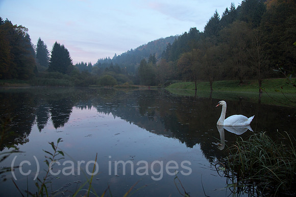 Frankreich, Schwan im See, der zum Dorf Graufthal im Zinseltal im Regionalen Naturpark Nordvogesen