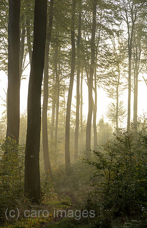 Frankreich, Wald im Regionalen Naturpark Nordvogesen, Elsass