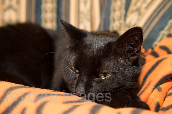 Schwarzer Kater